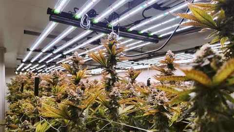LED Beleuchtung und Belüftungssystem für den professionellen Cannabis Anbau im Innenbereich