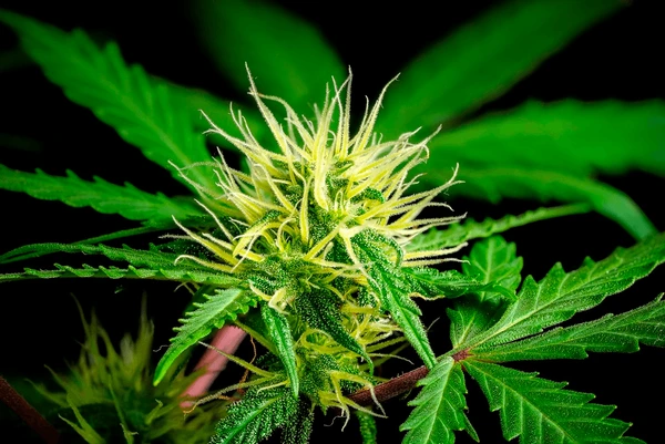Nahaufnahme der Harzdrüsen der Sorte White Widow für intensiven Geschmack