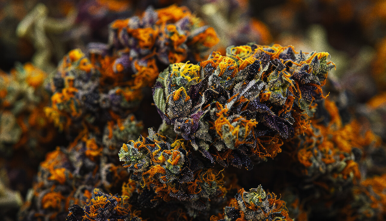  Jack Herer Blüten auf Holzoberfläche – Cannabis Legende mit unverwechselbarem Blütenprofil