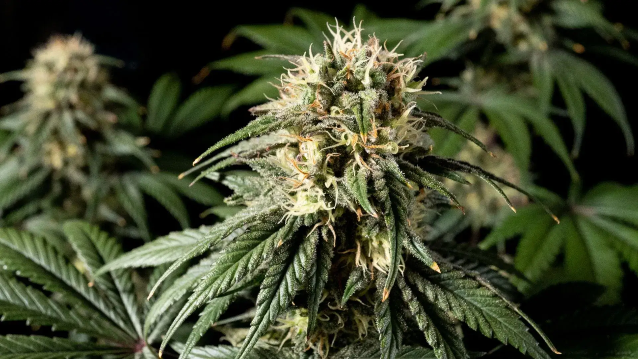 Genetikwissen zum Jack Herer Strain – Kreuzung aus Haze-Hybride, Northern Lights 5 und Shiva Skunk von Sensi Seeds