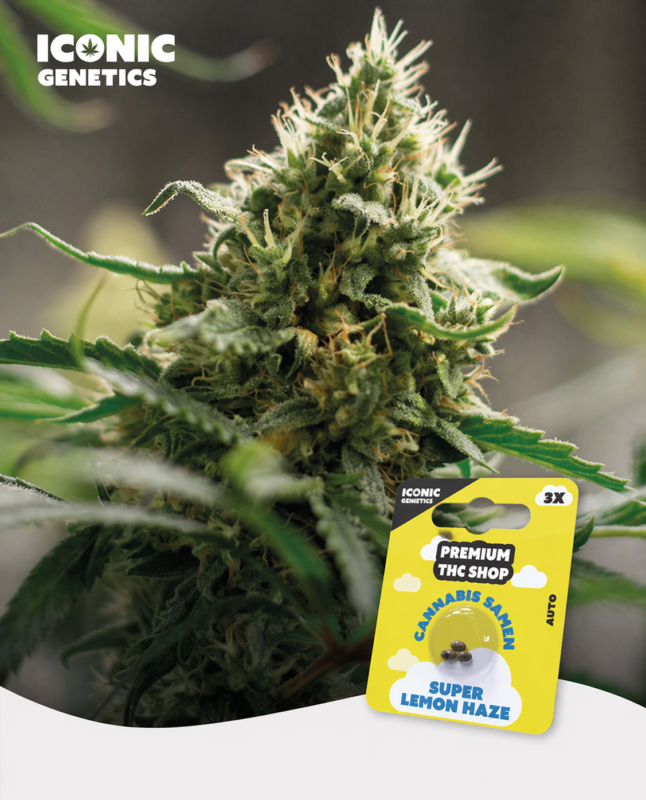 Super Lemon Haze Automatic klebrige Buds mit orangefarbenen Härchen