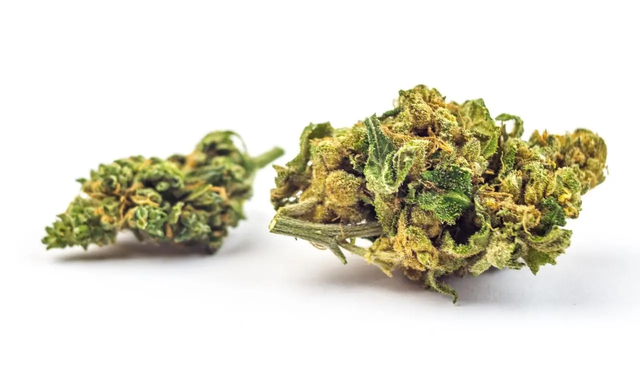 Gras kaufen Deutschland Premium THC Store Cannabis Blüten Hanf Markt