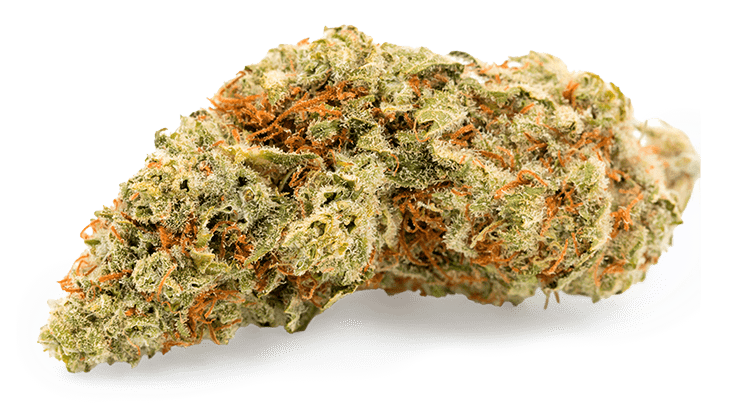 Jack Herer Cannabis Sorte Premium Blüten mit dichtem Harz und grün-goldener Farbe